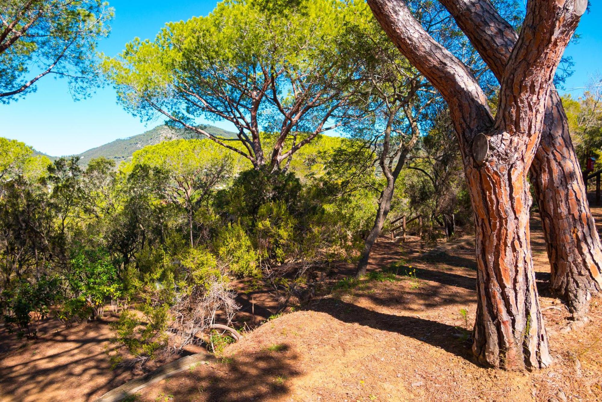 Camping Lacona Pineta Capoliveri  Εξωτερικό φωτογραφία